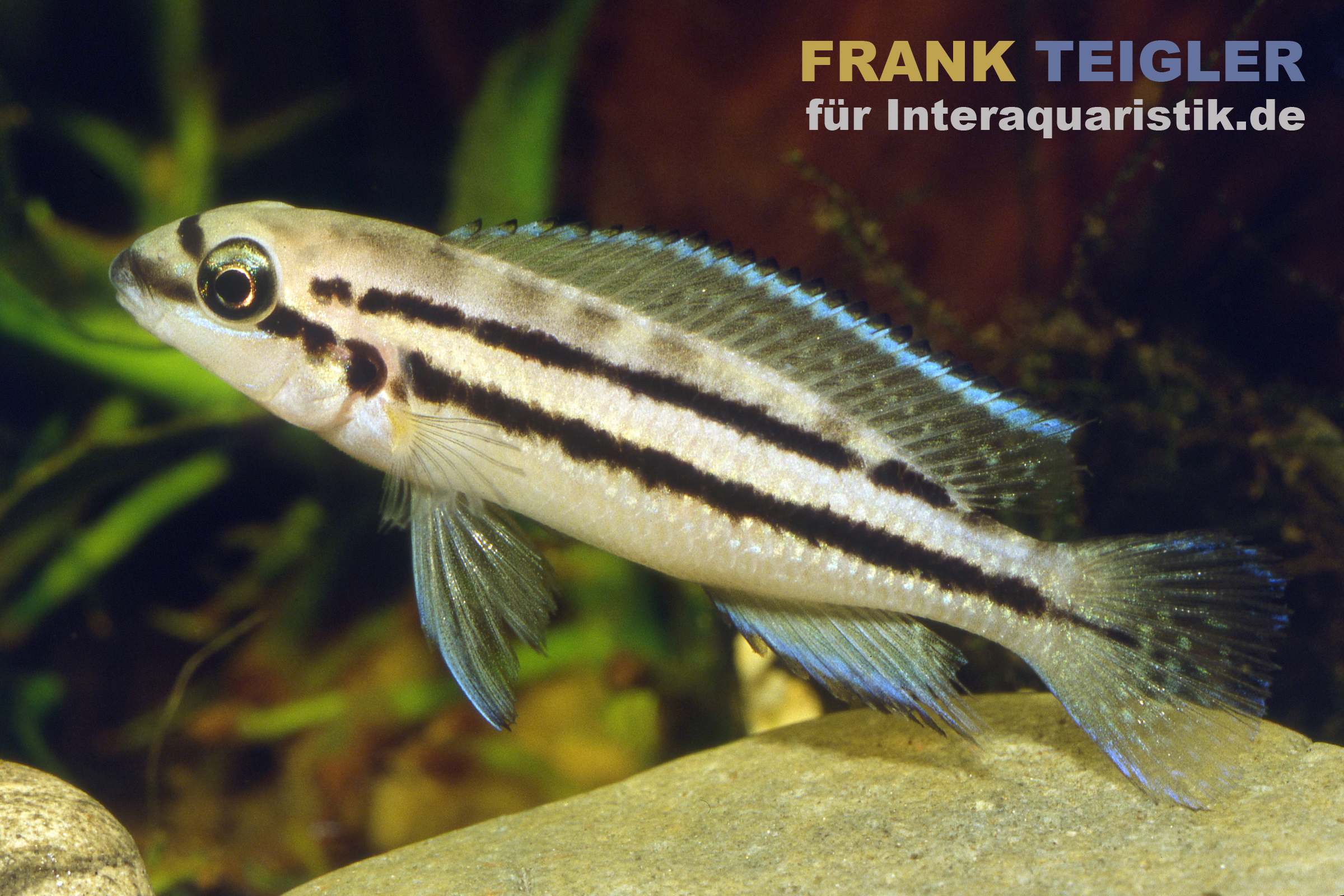 Aquarienfisch mit schwarzen Längsstreifen Seitliche Aufnahme eines gestreiften Aquarienfisches